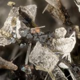 Hedenbergite, Albite, Fluorapatite, Ilmenite
FOV = 2.7 mm
(Autor: Doug)