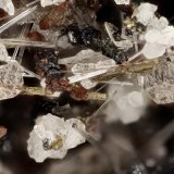 Hedenbergite
FOV = 3.1 mm
(Autor: Doug)