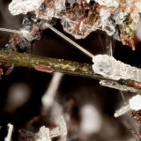 Hedenbergite
FOV = 2.9 mm
(Autor: Doug)