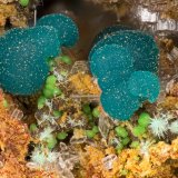 Rosasite
FOV = 3.8 mm
(Autor: Doug)