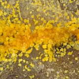 Clinobisvanite
FOV = 1.6 mm
(Autor: Doug)