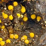 Cacoxenite
FOV = 1.2 mm
(Autor: Doug)