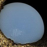 'Thomsonite'
FOV = 3.7 mm
(Autor: Doug)