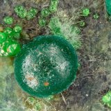 Cornwallite
FOV = 3.1 mm
(Autor: Doug)