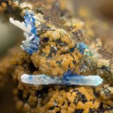 Cerussite, Linarite
FOV = 2.6 mm
(Autor: Doug)