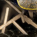 Pyromorphite
FOV = 1.4 mm
(Autor: Doug)