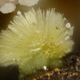 Meurigite-K
FOV = 1.2 mm
(Autor: Doug)