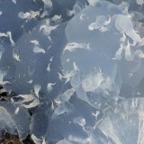 'Thomsonite'
FOV = 3.7 mm
(Autor: Doug)