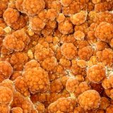 Arseniosiderite
FOV = 1.5 mm
(Autor: Doug)