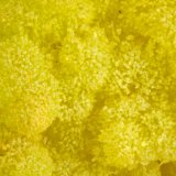 Pyromorphite
FOV = 2.0 mm
(Autor: Doug)