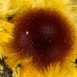 Cacoxenite
FOV = 1.5 mm
(Autor: Doug)