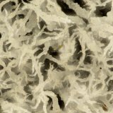 'Thomsonite'
FOV = 1.7 mm
(Autor: Doug)