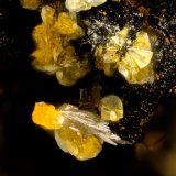Vanadinite, Descloizite
FOV = 1.5 mm
(Autor: Doug)
