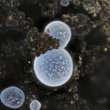 Thomsonite-Ca
FOV = 2.0 mm
(Autor: Doug)