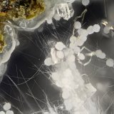 Clinoptilolite-Ca, Mordenite, Erionite-Ca
FOV = 2.0 mm
(Autor: Doug)