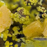 Wulfenite, Mimetite
FOV = 2.0 mm
(Autor: Doug)