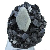 Scheelite, magnetite
67 mm x 56 mm. Scheelite crystal: 30.0 mm tall
(Autor: Carles Millan)