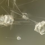 Clinoptilolite-Ca, Erionite-Ca
FOV = 1.2
(Autor: Doug)