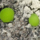 Duftite
FOV = 0.9 mm
(Autor: Doug)