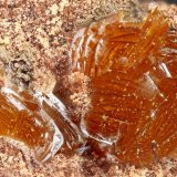 Descloizite
FOV = 1.8 mm
(Autor: Doug)