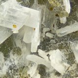Tuscanite
FOV = 4.0 mm
(Autor: Doug)