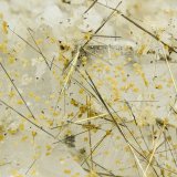 Millerite
FOV = 4.0 mm
(Autor: Doug)