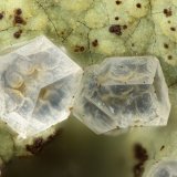 Paulingite-Ca
FOV = 1.3 mm
(Autor: Doug)