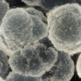 Cowlesite
FOV = 1.8 mm
(Autor: Doug)