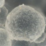 Cowlesite
FOV = 1.6 mm
(Autor: Doug)