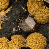 Paulingite-K, Erionite-K
FOV = 3.2 mm
(Autor: Doug)