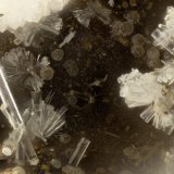 Erionite-K
FOV = 1.2 mm
(Autor: Doug)