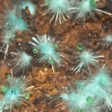 Agardite - (Nd), Conichalcite
4 x 3 cm
(Autor: Antonio Nazario)