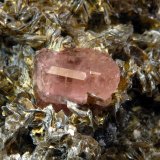 Fluorapatite (Apatite Group)
5.9 X 7.6, crystal is 1.5 cm
(Autor: Michael Shaw)
