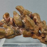 Copper
4.5cm x 2.7cm
(Autor: rweaver)