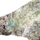 Beryl
Picture width 19 cm
(Autor: Andreas Gerstenberg)