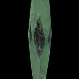 Beryl
12.6 x 2.7 cm
(Autor: am mizunaka)