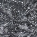 Boulangerite, Baryte
(Autor: am mizunaka)