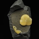 Calcite
9.4 x 5.4 cm
(Autor: am mizunaka)