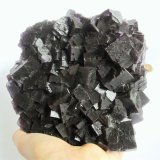Fluorite, Calcite
Specimen size 18 x 18 cm, largest fluorite cubes 3 cm
(Autor: Tobi)