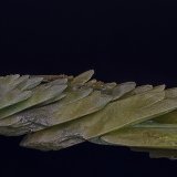 Diopside
6.6 x 1.1 cm
(Autor: am mizunaka)