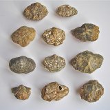 Quartz replacing fossil
about 4 cm to 6 cm
(Autor: Bob Harman)