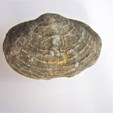 Quartz replacing fossil
5 cm
(Autor: Bob Harman)