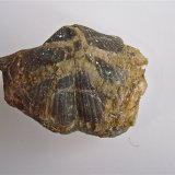 Quartz replacing fossil
5.5 cm
(Autor: Bob Harman)