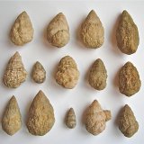 Quartz replacing fossil
these range from 2.5 cm to about 6 cm
(Autor: Bob Harman)