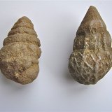 Quartz replacing fossil
about 5.0 cm and 6.5 cm
(Autor: Bob Harman)