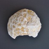 Quartz replacing fossil
about 6 cm greatest dimension
(Autor: Bob Harman)