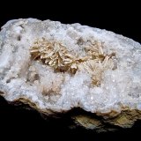 Aragonite on Quartz
oval geode is 12cm x 7cm.    The aragonite sprays range from 1.3cm to 3.5cm
(Autor: Bob Harman)