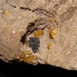 Fluorite and Sphalerite
Fluorite is 0.8 cm  sphalerite is 1.0 cm
(Autor: Bob Harman)