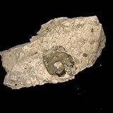 Pyrite in limestone replacing a fossil shell
the shell is about 3.3 cm
(Autor: Bob Harman)