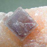 Fluorite on Quartz
116mm x 45mm x 28mm
(Autor: Heimo Hellwig)